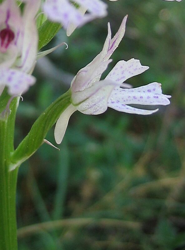 Nigritella rubra, N. nigra e Orchis tridentata